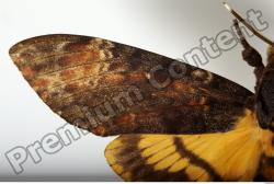 Arm Moth